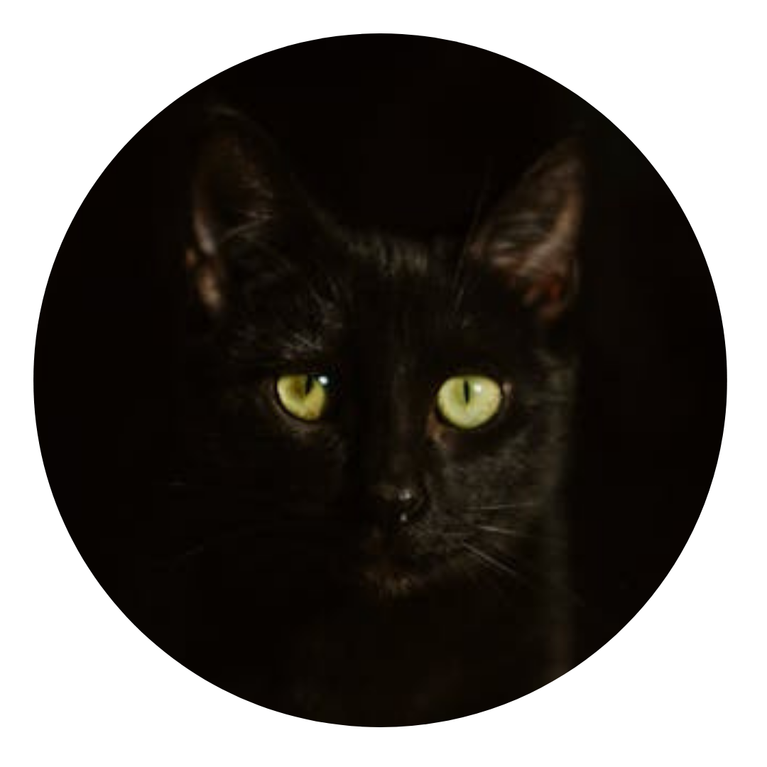 A black cat seeing clearly in the dark