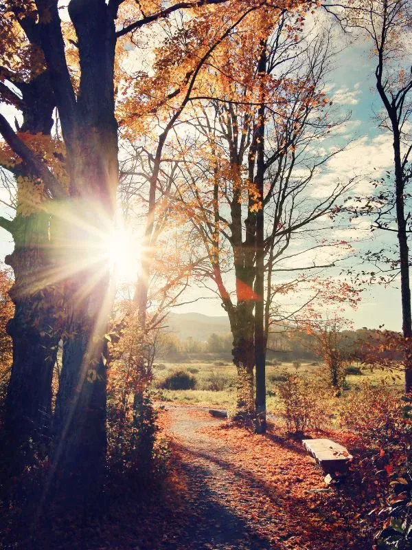 Autumn forest path in the Finger Lakes near Ithaca, New York, setting for climate-aware and nature-based therapy